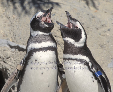 Magellanic penguins