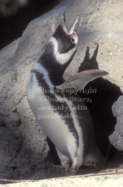 Magellanic penguin