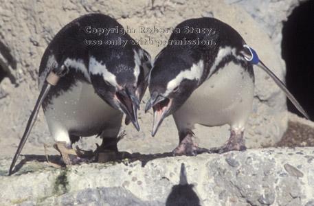 Magellanic penguins