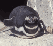 Magellanic penguin