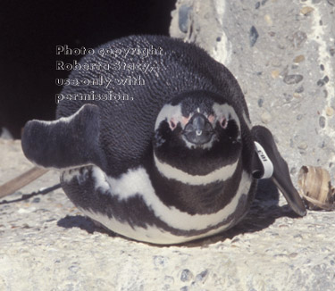 Magellanic penguin