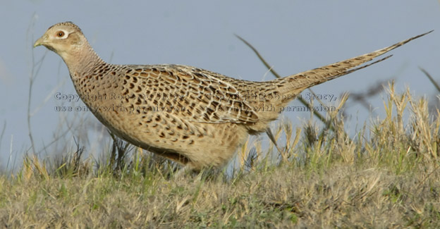 ring-necked pheasant, female