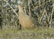 female ring-necked pheasant