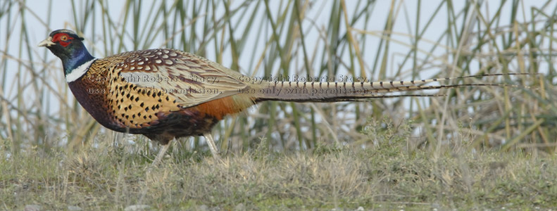 ring-necked pheasant, male 