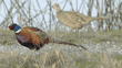 ring-necked pheasants, male and female