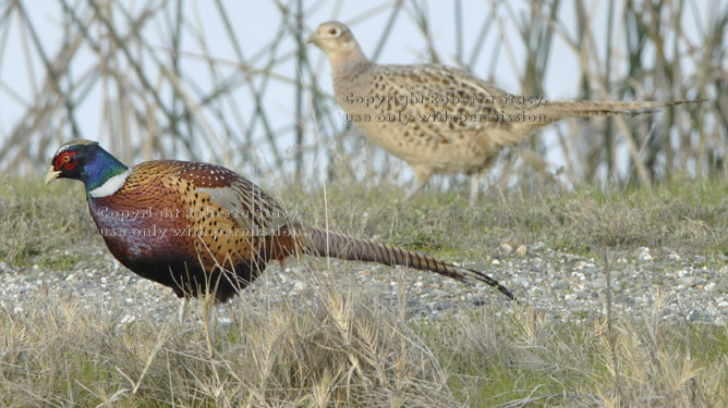 ring-necked pheasants, male and female