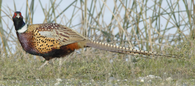 male ring-necked pheasant