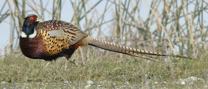 male ring-necked pheasant