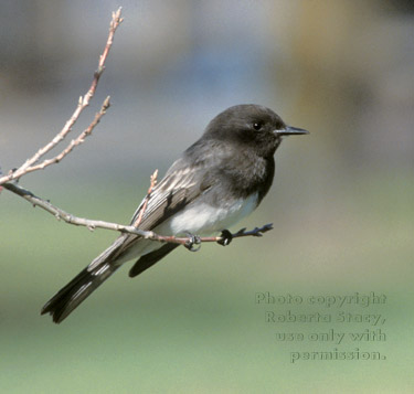 black phoebe