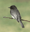 black phoebe