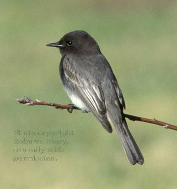 black phoebe