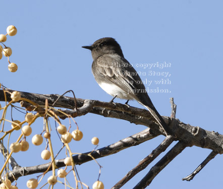 black phoebe