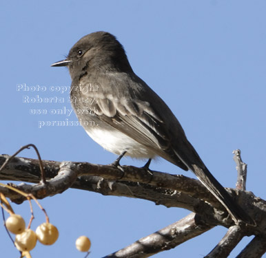 black phoebe