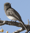 black phoebe