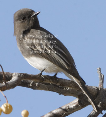 black phoebe