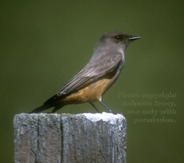 Say's phoebe