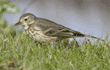 American pipit (water pipit)