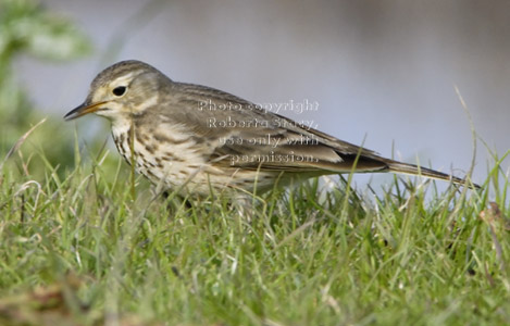 American pipit (water pipit)