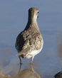 black-bellied plover, rear view