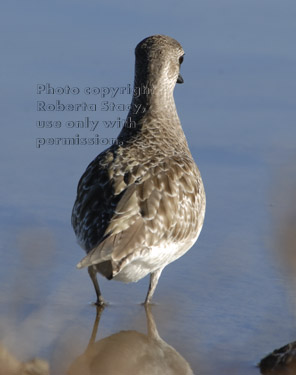 black-bellied plover, rear view