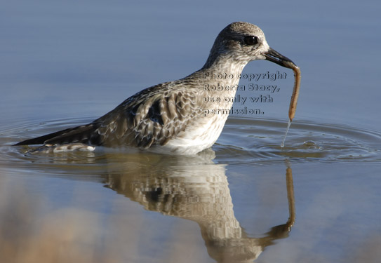 black-bellied plover eating worm