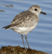 black-bellied plover