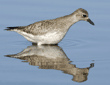 black-bellied plover looking for worms