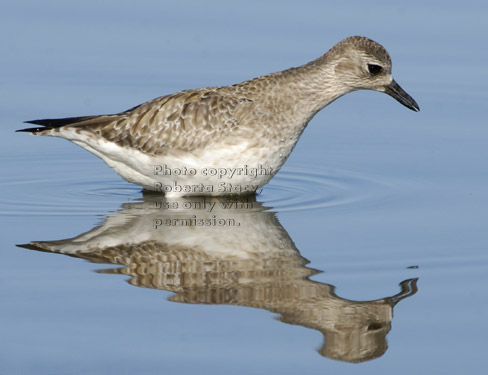 black-bellied plover looking for worms