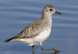 black-bellied plover walking in the water