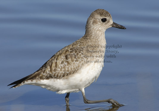 black-bellied plover walking in the water