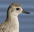 close-up of black-bellied plover
