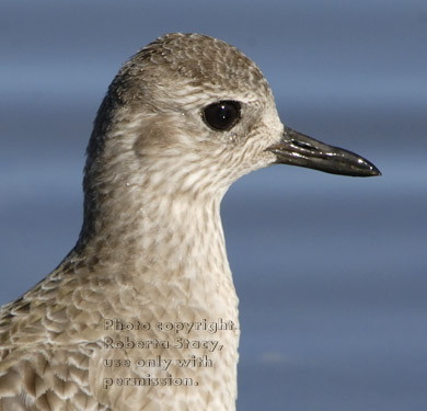 close-up of black-bellied plover