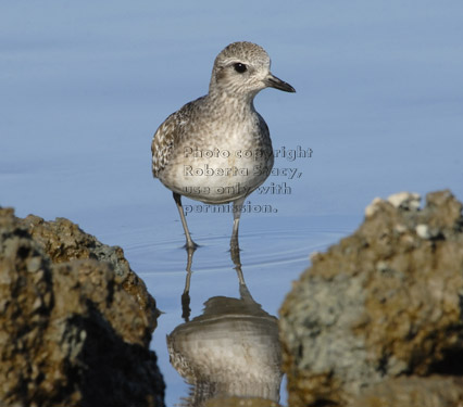 black-bellied plover standing in water