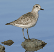 black-bellied plover standing on rock