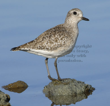 black-bellied plover standing on rock