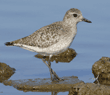 black-bellied plover on rock