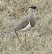 crowned plover