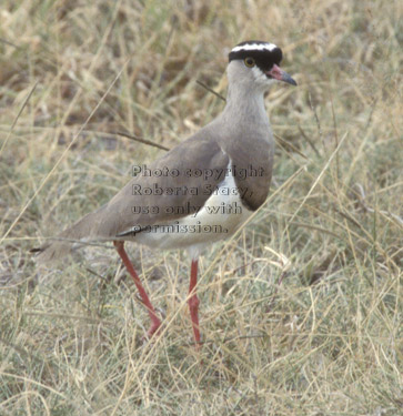 crowned plover Tanzania (East Africa)