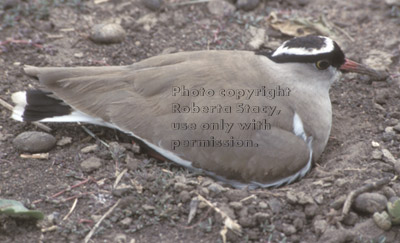 crowned plover on nest Tanzania (East Africa)