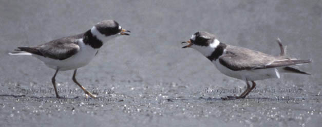 semipalmated plovers