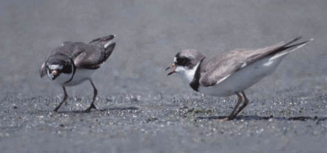 semipalmated plovers