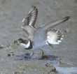 semipalmated plover with spread wings