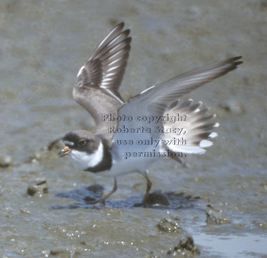 semipalmated plover with spread wings