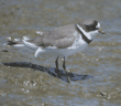 semipalmated plover