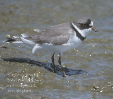 semipalmated plover