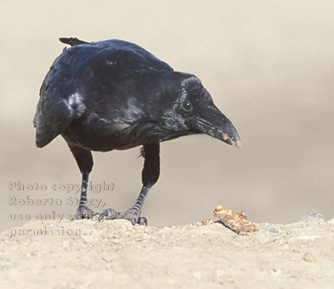 common raven