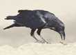 common raven