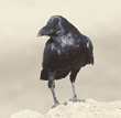 common raven