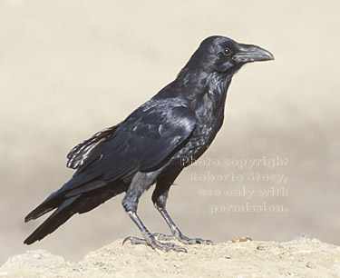 common raven