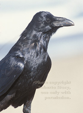 common raven